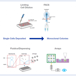 Image 1 Monoclonal Cell Line Blog