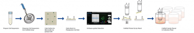 Image 2 Monoclonal Cell Line Blog