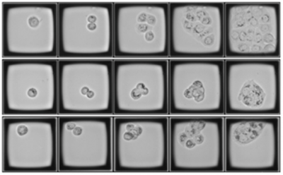 Image 3 Monoclonal Cell Line Blog