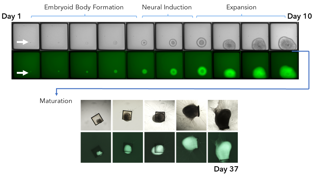 Stem Cell Page Images5