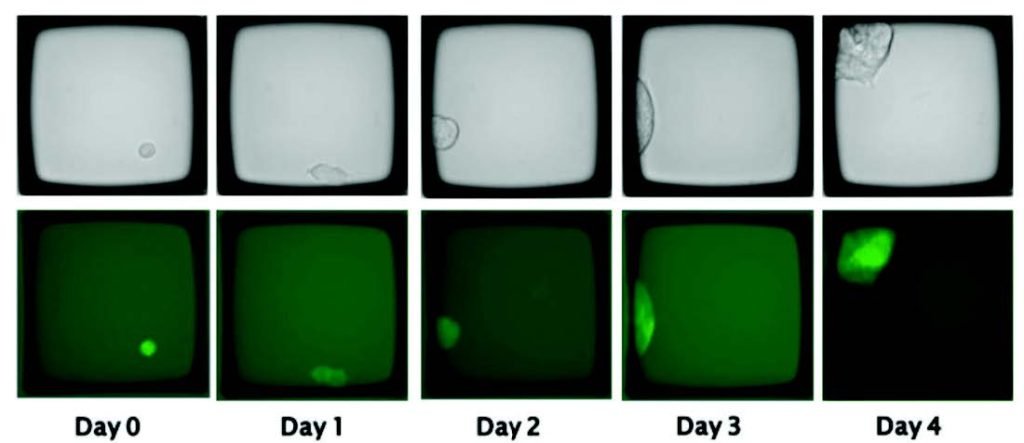 CRISPER Cell development image 0 4