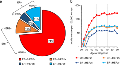 Distribution of breast cancer subtypes ER HER2