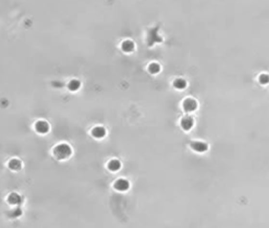 immunology cell adhesion