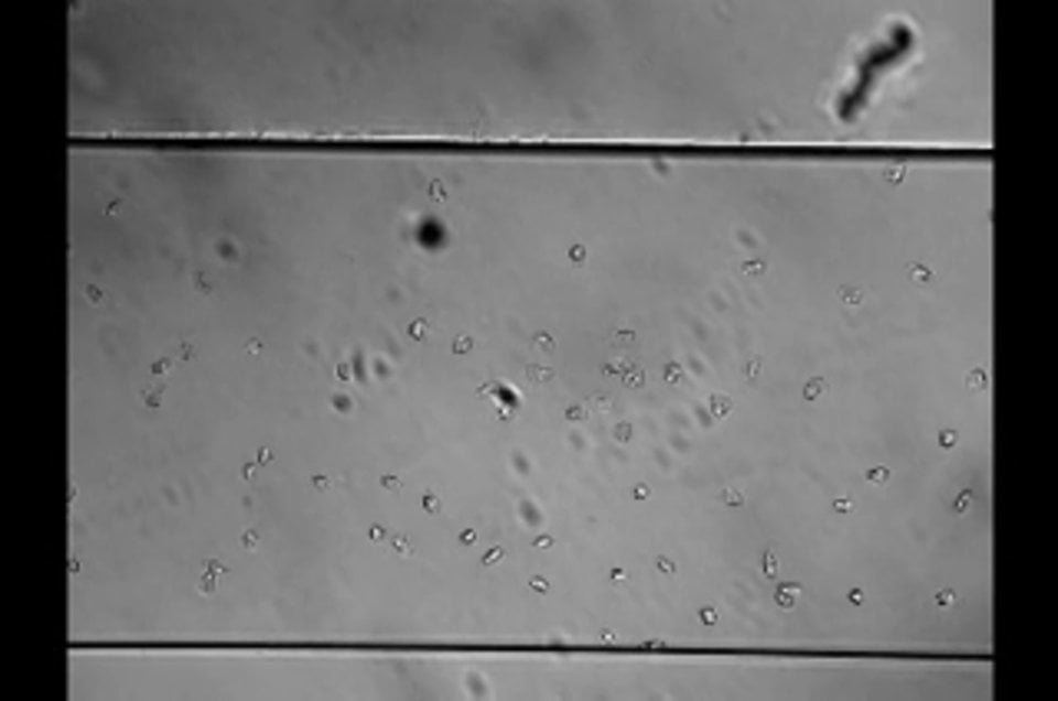 BioFlux System Chemotactic Migration 1