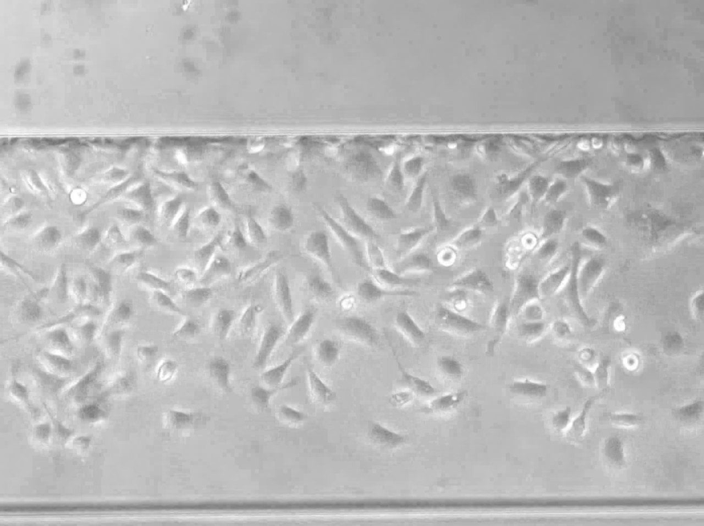 BioFlux System Wound healing assay 1