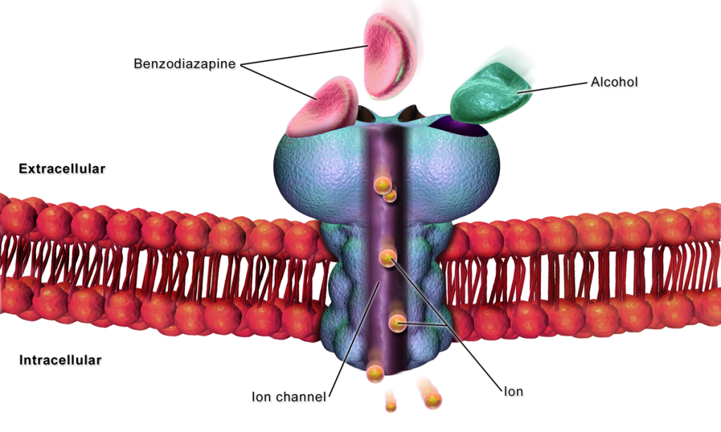 Cell GABA Receptor