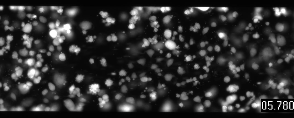 Human PBMCs flowing over primary human aortic endothelial cells with 1.5Hz pulsatile flow 1