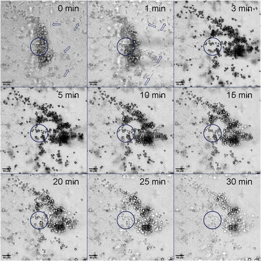 hoogenkamp et al h2o2 controls biofilm growth and removes v vermiformis image