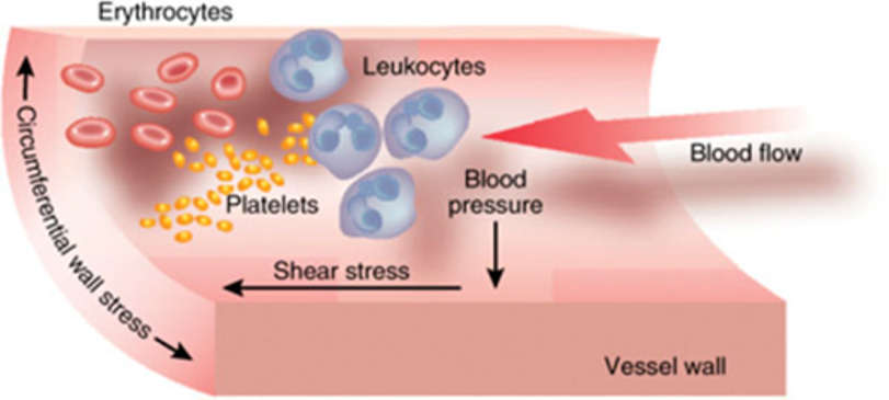 shear stress in vessel diagram