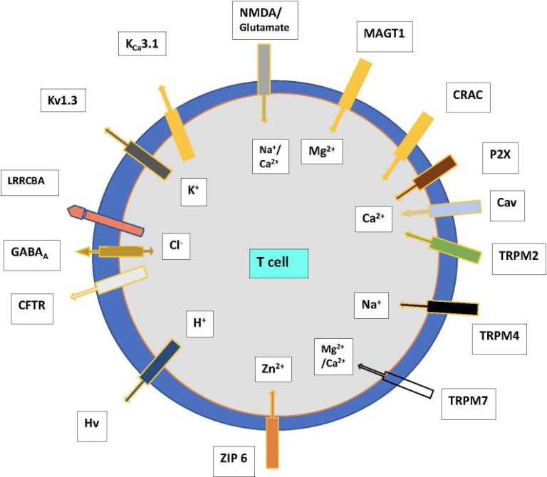 Ionchannel diagram1