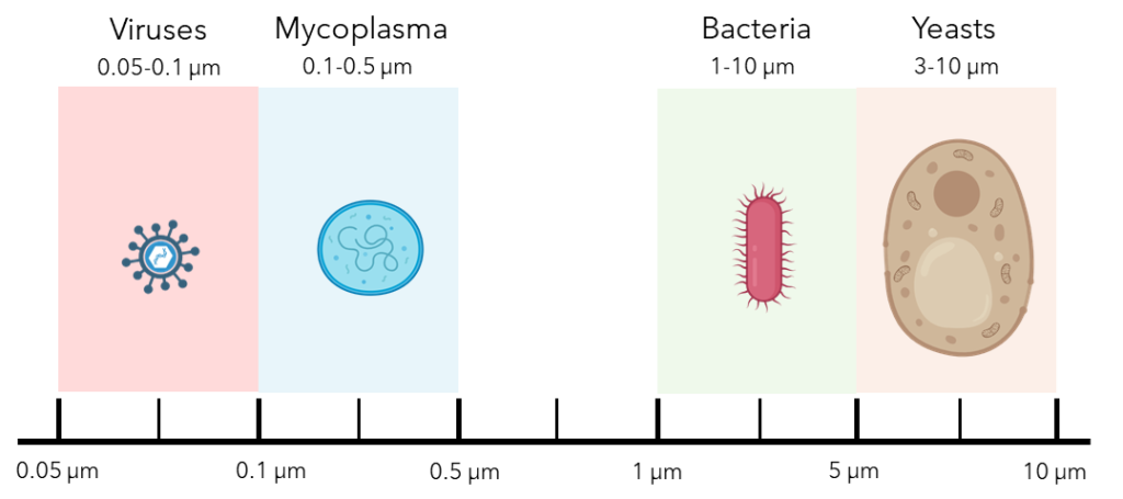 microbe sizes