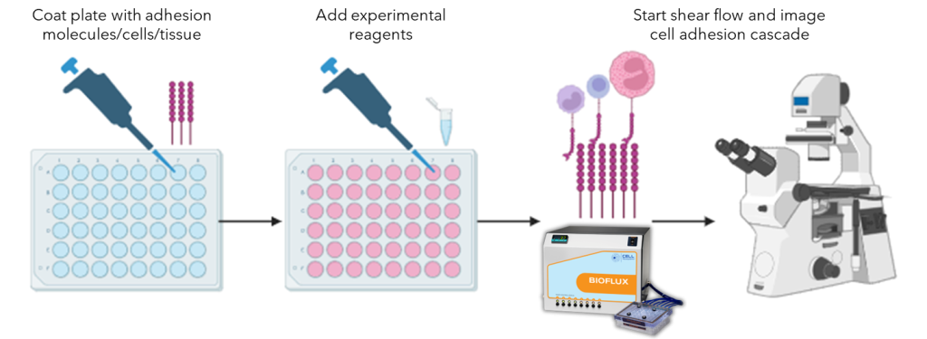 Adhesion general workflow3