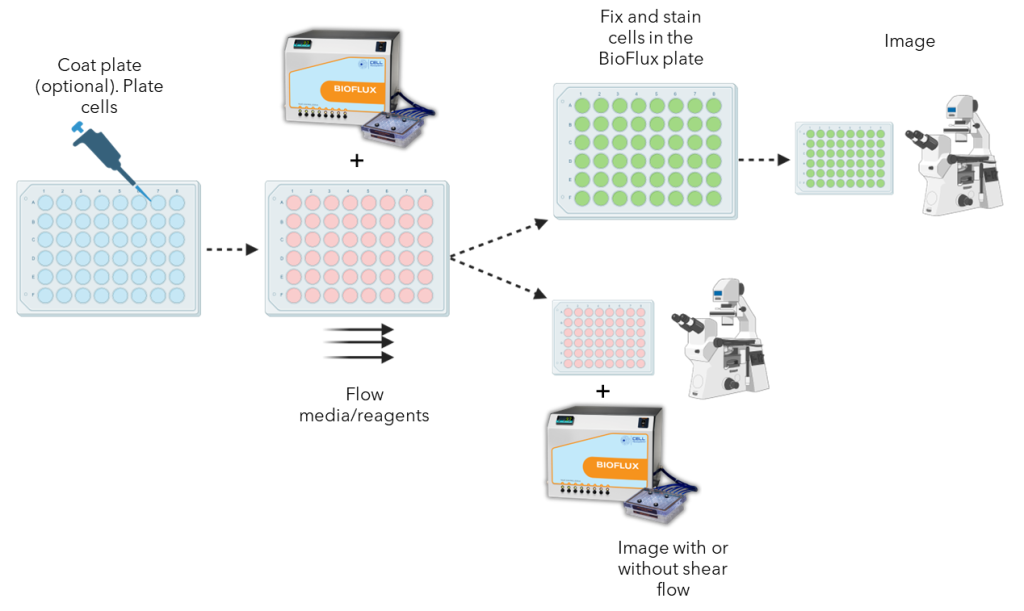 General BioFlux workflow