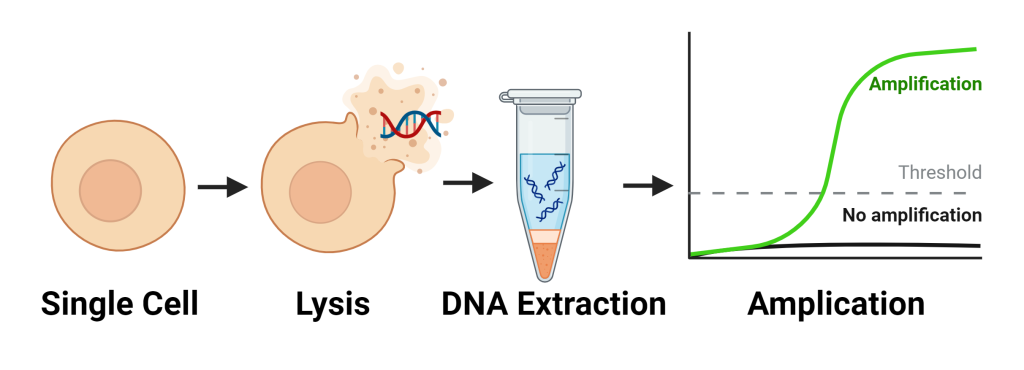 Genome applification white background
