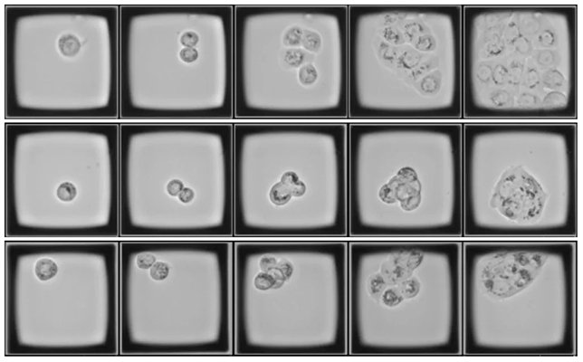 thumbnail Time Course Imaging 1