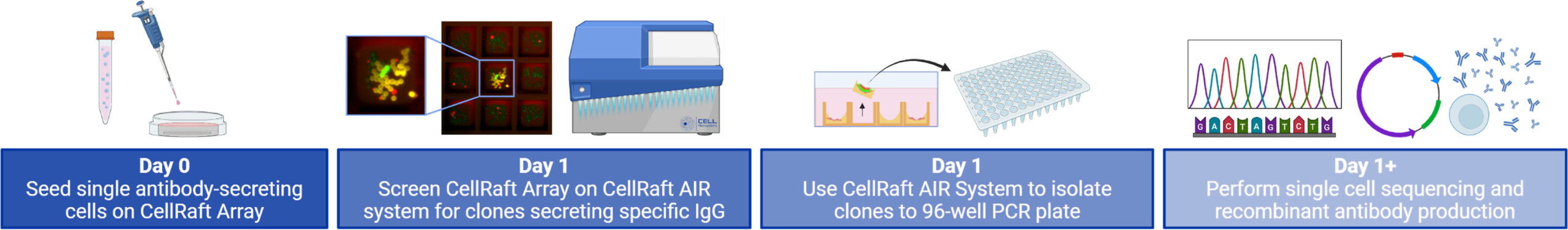 Antibody Applications B Cell scaled