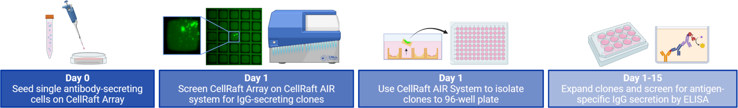 Antibody Applications Recombinant scaled